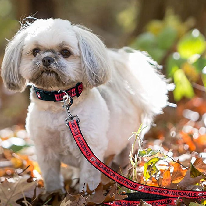 Official Philadelphia Phillies Pet Gear, Phillies Collars, Leashes