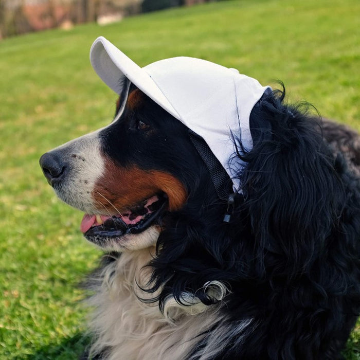 Cincinnati Bengals Pet Knit Hat – 3 Red Rovers