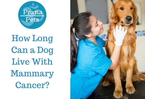 How Long Can A Dog Live With Mammary Cancer Pranapets Com Prana Pets