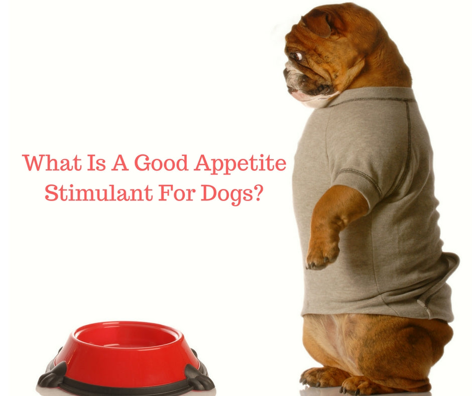 What Is A Good Appetite Stimulant For Dogs? - PranaPets ...