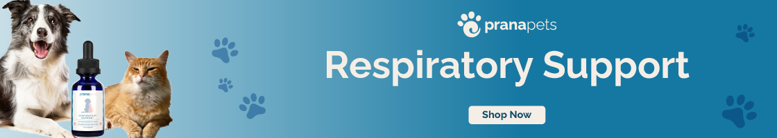 Respiratory Support for Cats