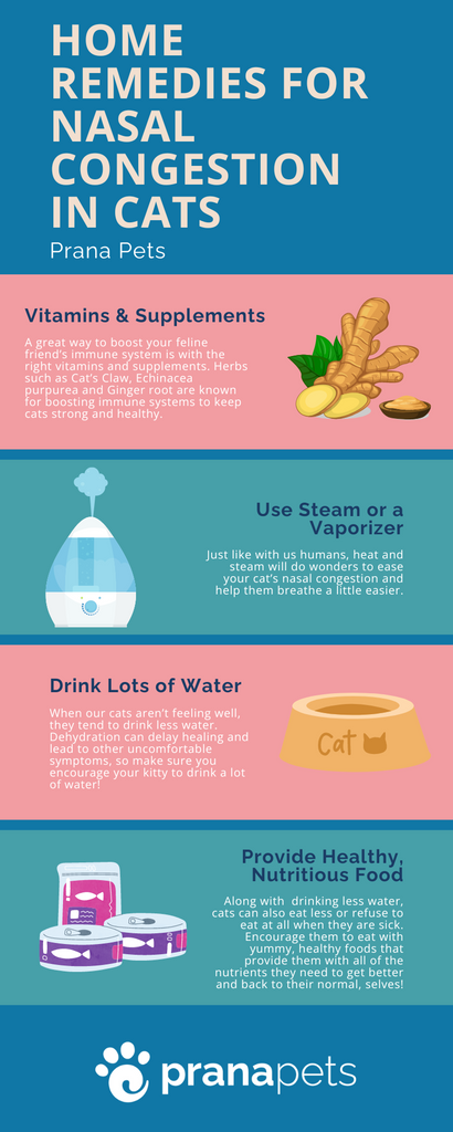 Prana Pets How To Treat Nasal Congestion in Cats at Home Infographic
