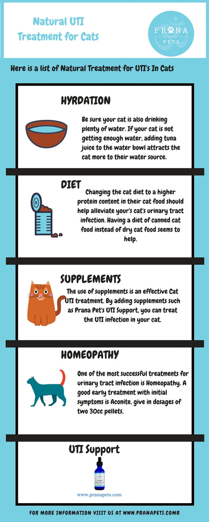 natural urinary tract infection remedies for dogs