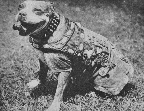 Sergeant Stubby