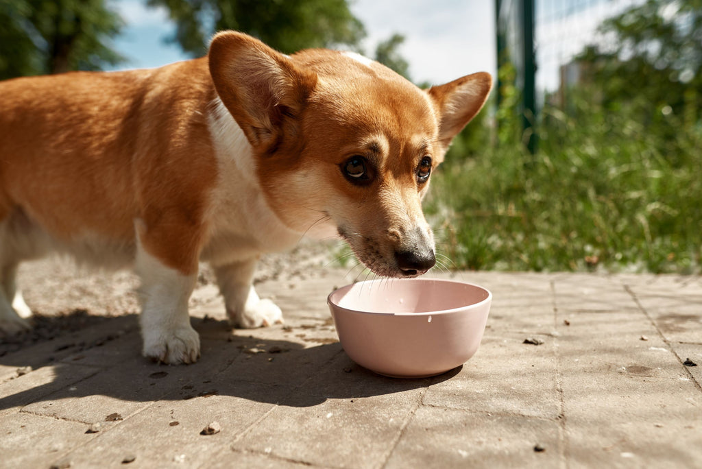 Signs of Heat Exhaustion in Dogs blog post from Prana Pets