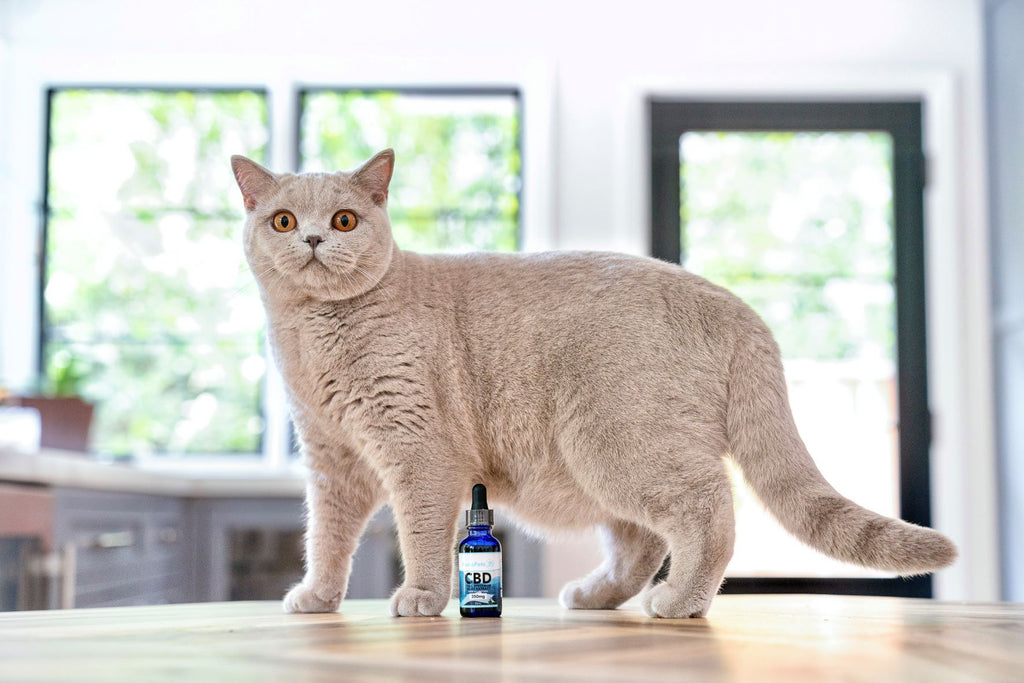 Bowie the Cat posing with Prana Pets CBD Oil