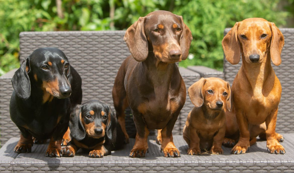 Dachschund puppies and adult dogs