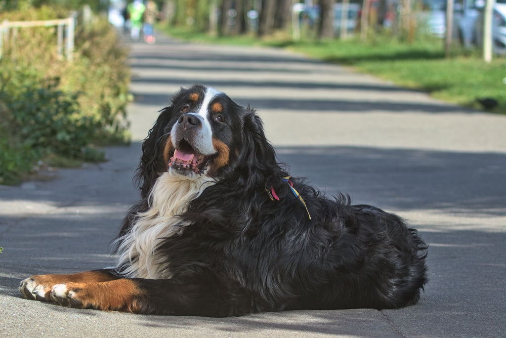 Prana Pets Blog Dog Breeds Over 75 lbs Bernese Mountain Dog