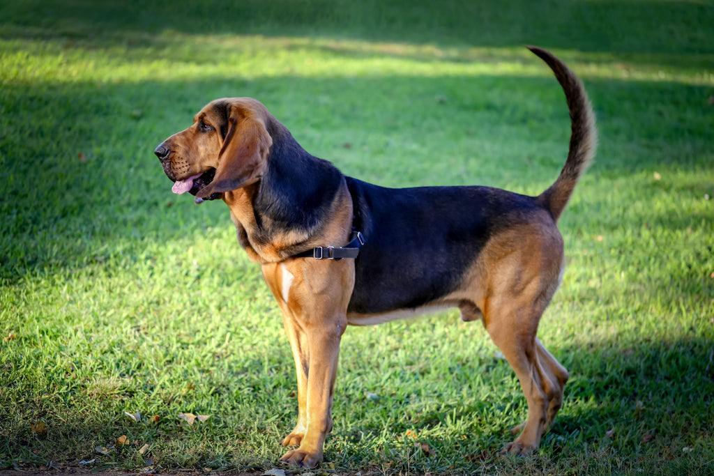 Prana Pets Blog Dog Breeds Over 75 lbs Bloodhound