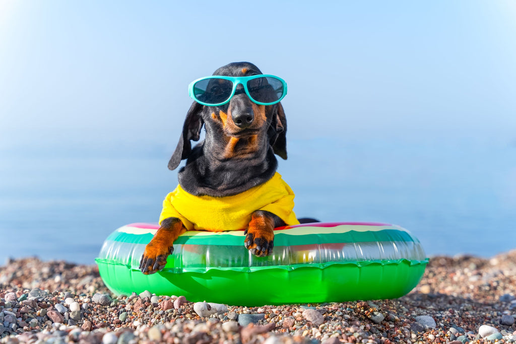 Prana Pets Dog Friendly Beaches Blog Tips