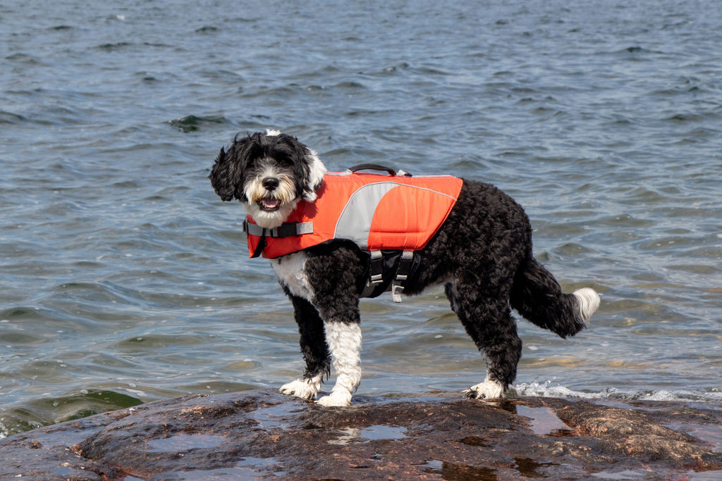Prana Pets Beaches that Allow Dogs Blog Tips