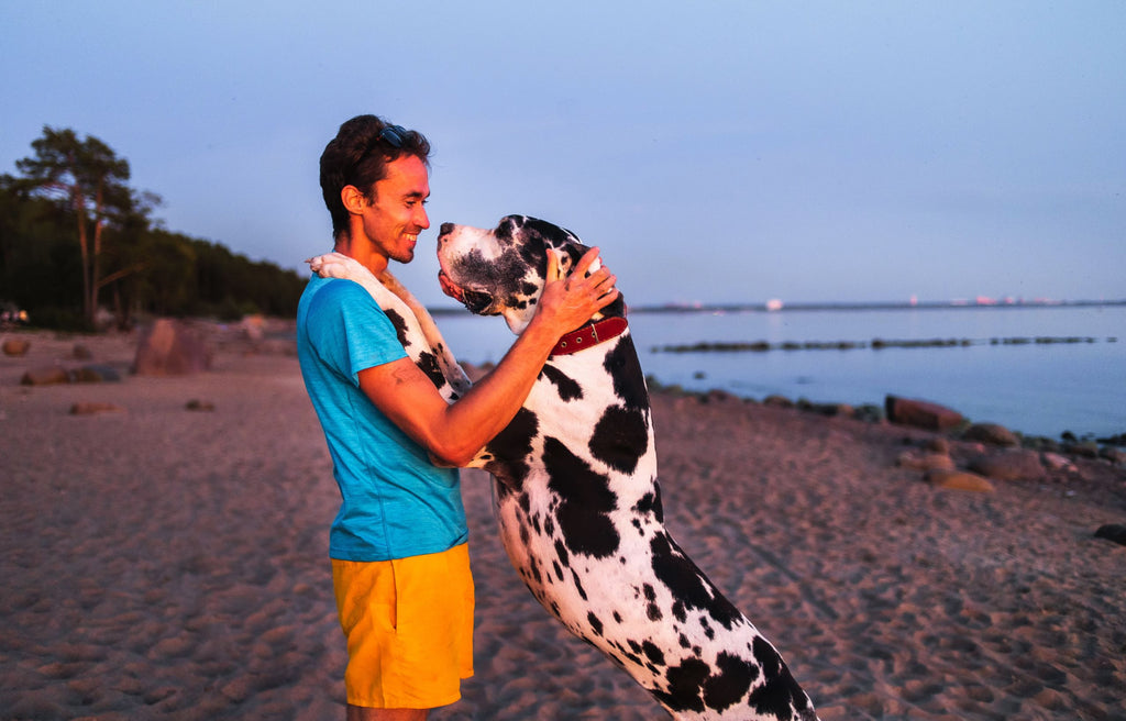 Prana Pets Blog Dog Breeds Over 75 Lbs Great Dane