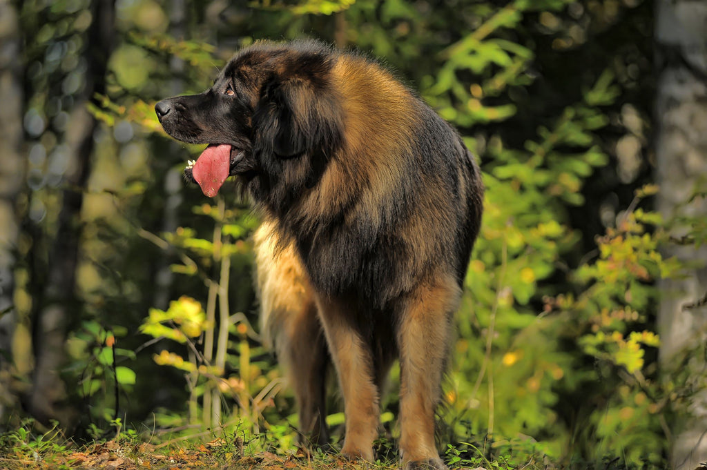 Prana Pets Blog Dog Breeds Over 75 Lbs Leonberger