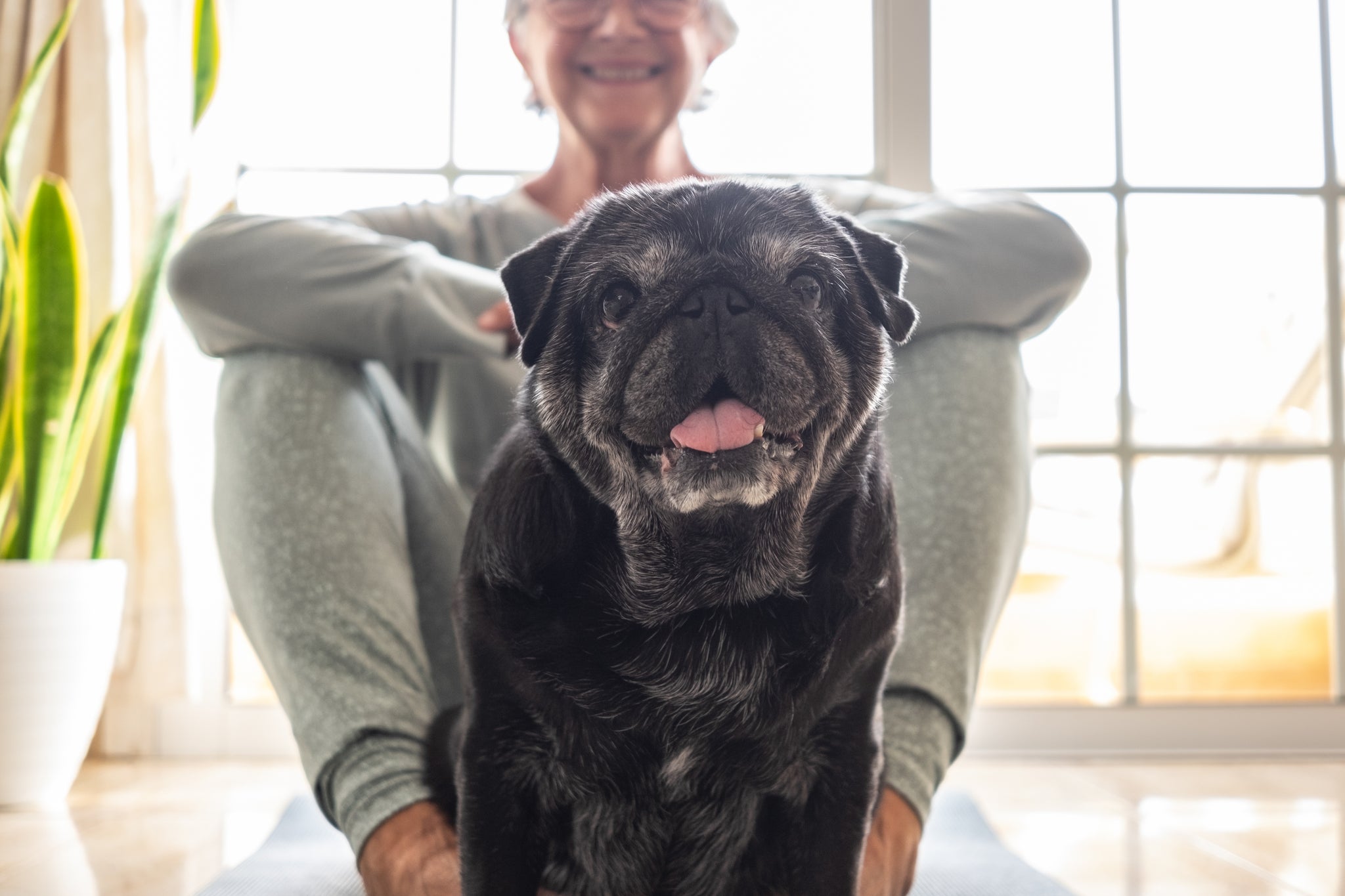 Prana Pets Healthy Joints & Mobility in Senior Dogs