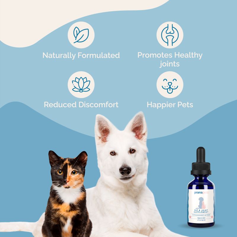 what is a good joint supplement for dogs