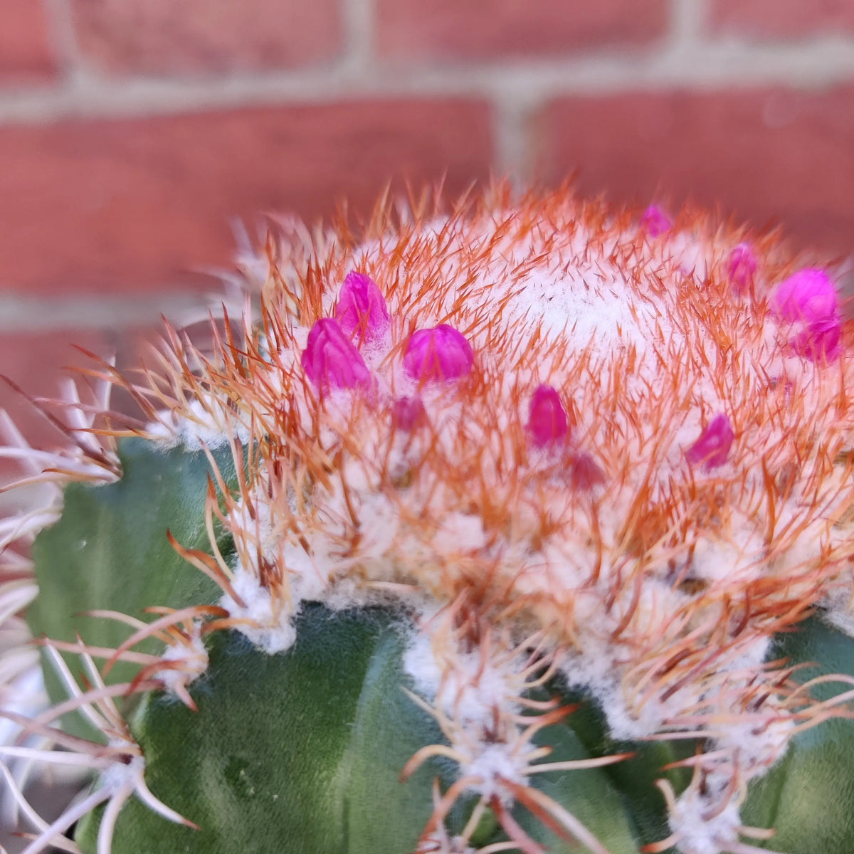 Melocactus matanzanus - 13cm pot - flowering