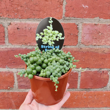 Senecio rowleyanus (String of Pearls) – Folia Collective