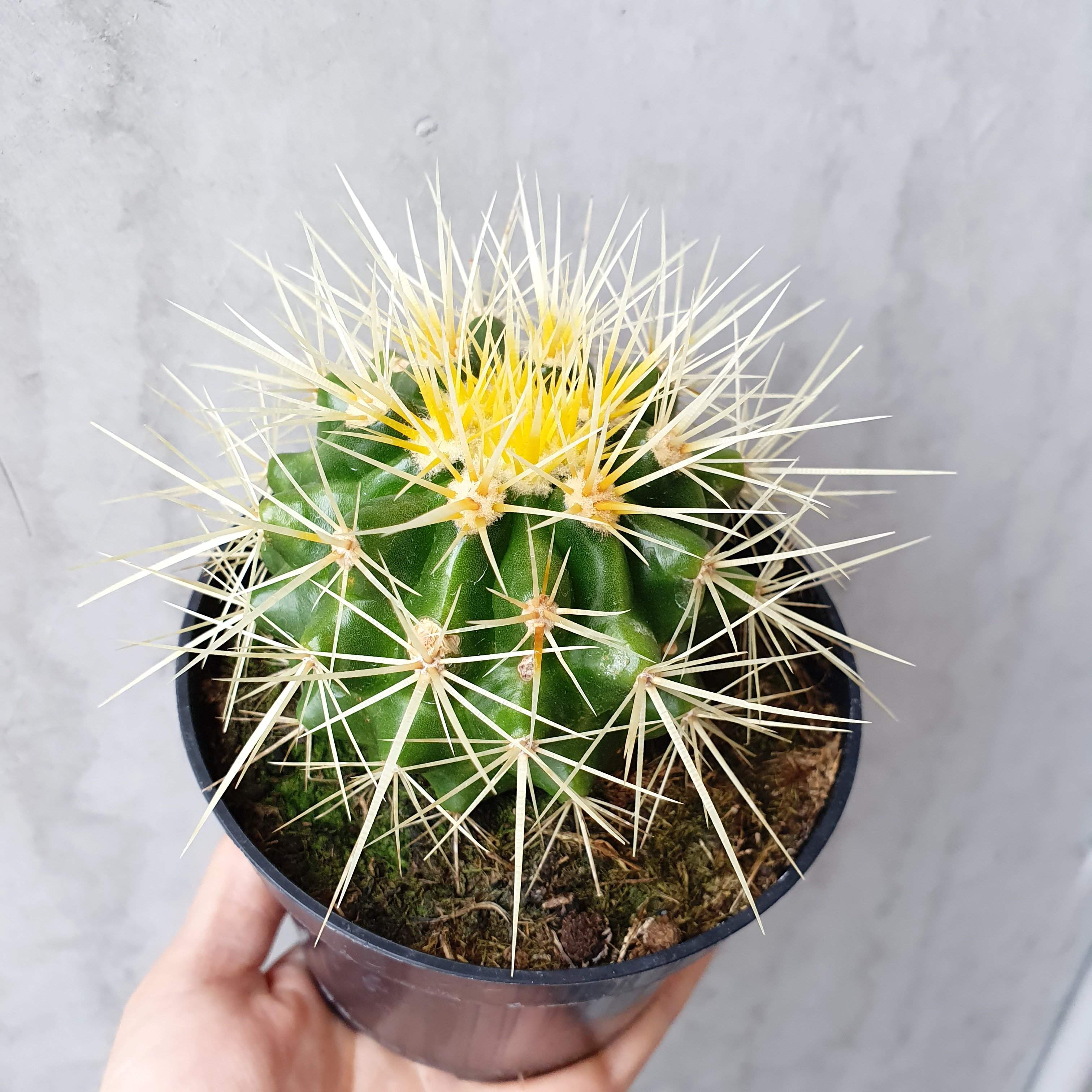 Golden Barrel Cactus - Folia House