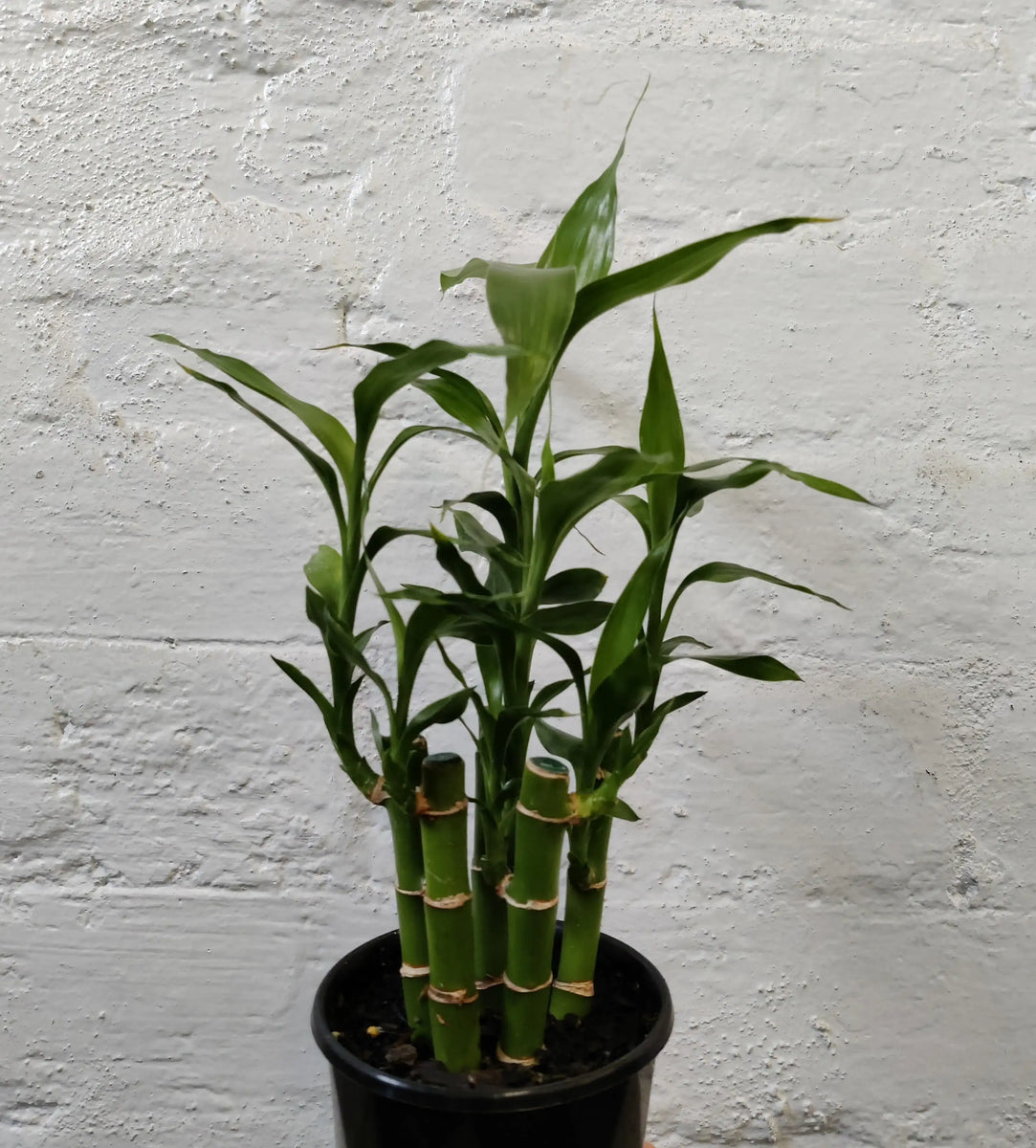 Lucky bamboo - 5 cane - 10cm pot - 15cmH – Folia House
