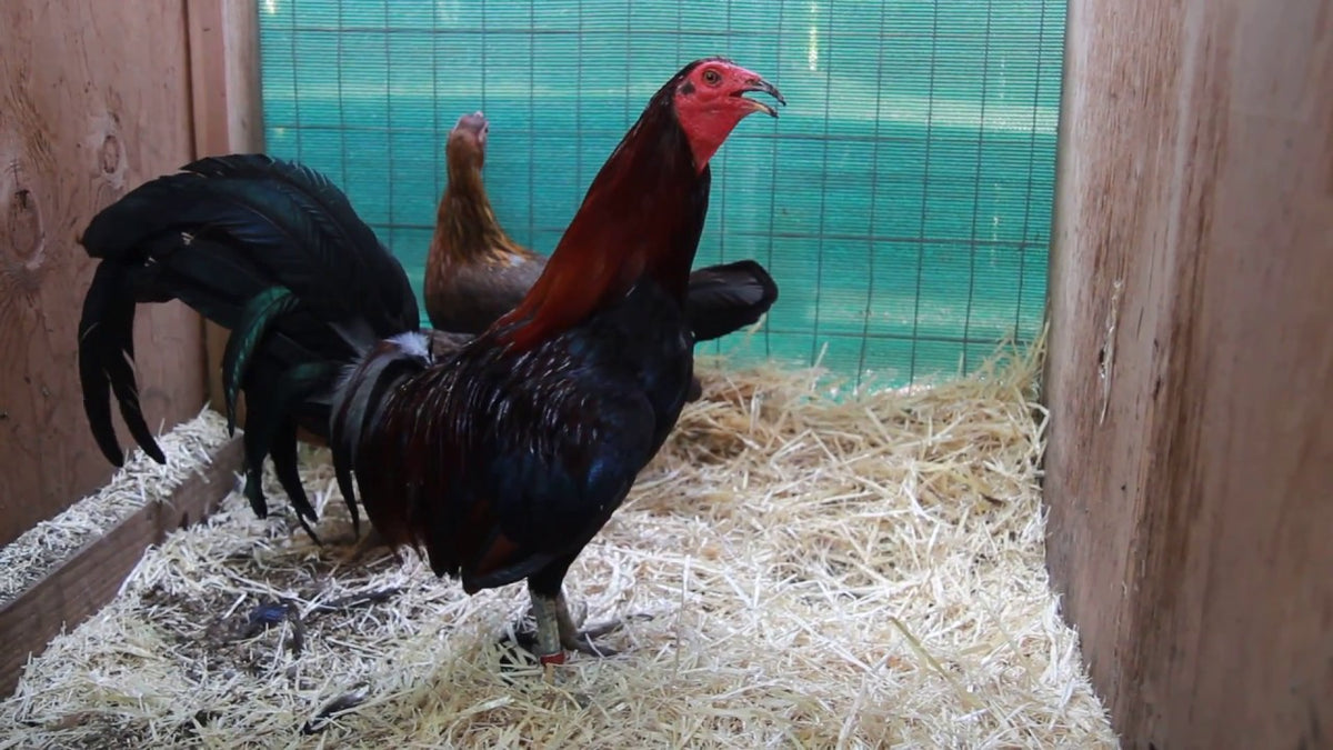 Science in Practical Breeding – Sabong Depot Poultry & Gamefowl Supplies