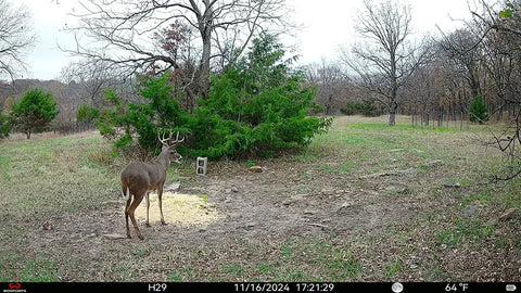 optimize trail camera settings