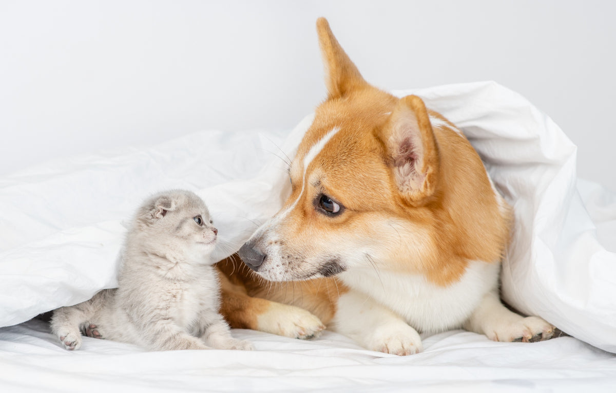 Differenze tra cani e gatti — tasty.pet