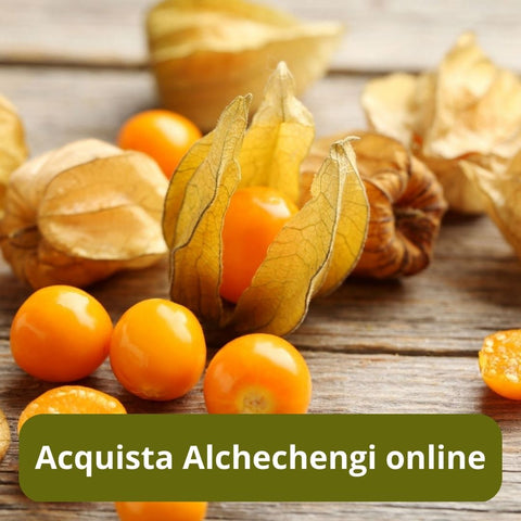 Acquista alchechengi online