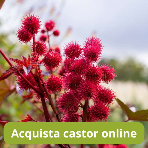 Acquista castor online