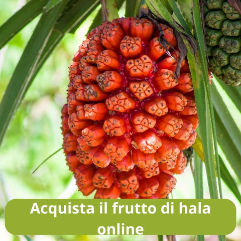 Acquista il frutto di hala online con Frutt'it - Frutta tropicale online