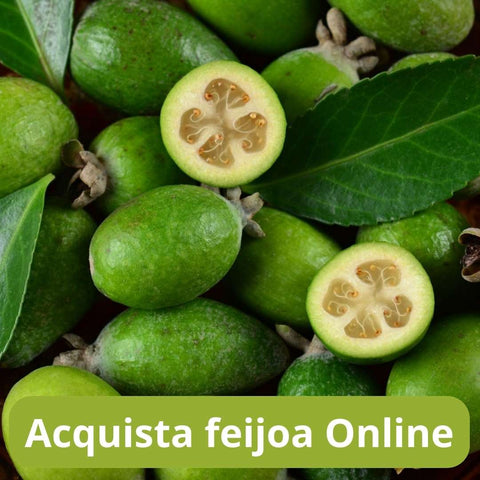 Acquista Feijoa online con Frutt'it - Frutta tropicale online