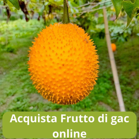 Acquista il frutto di gac online con Frutt'it - Frutta tropicale online