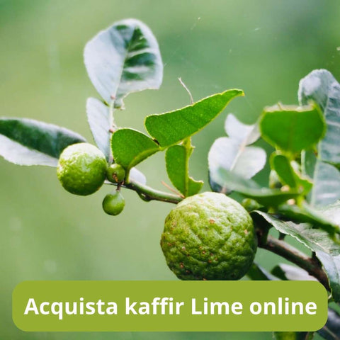 Acquista kaffir lime  online con Frutt'it - Frutta tropicale online