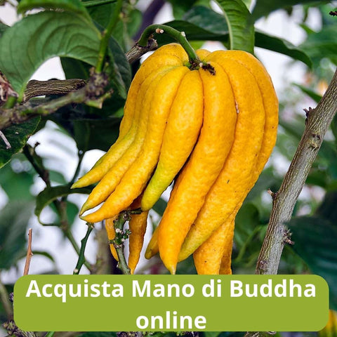 Acquista mano di buddha  online con Frutt'it - Frutta tropicale online