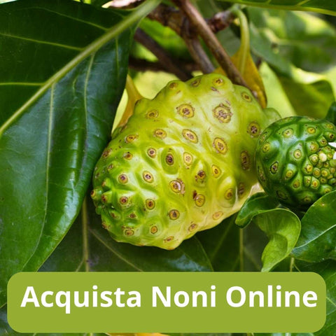 Acquista noni online con Frutt'it - Frutta tropicale online