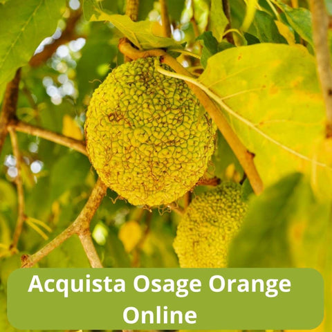 Acquista osage Orange online con Frutt'it - Frutta tropicale online