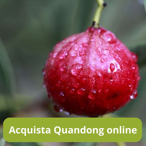 Acquista quandong online con Frutt'it - Frutta tropicale online