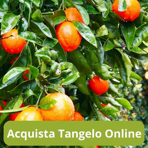 Acquista tangelo online con Frutt'it - Frutta tropicale online