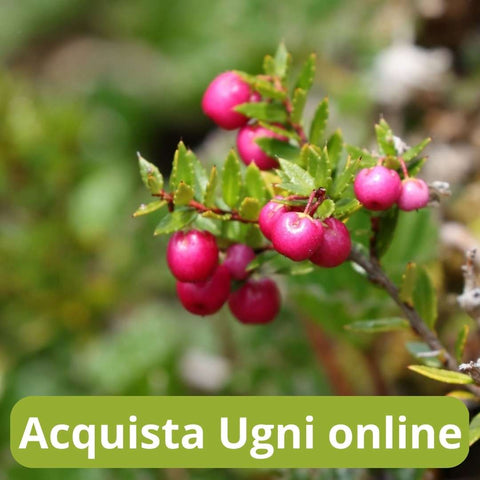 Acquista ugni online con Frutt'it - Frutta tropicale online