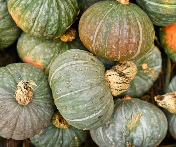 zucca delica