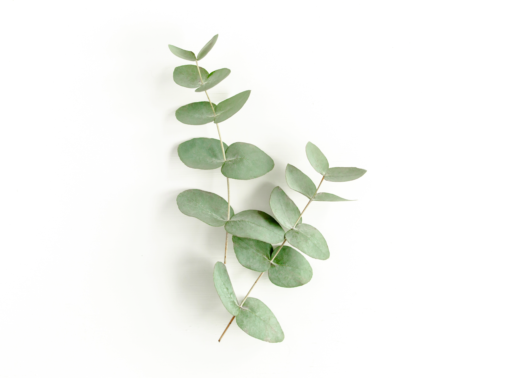 2. Eucalyptus: The Respiratory Ally