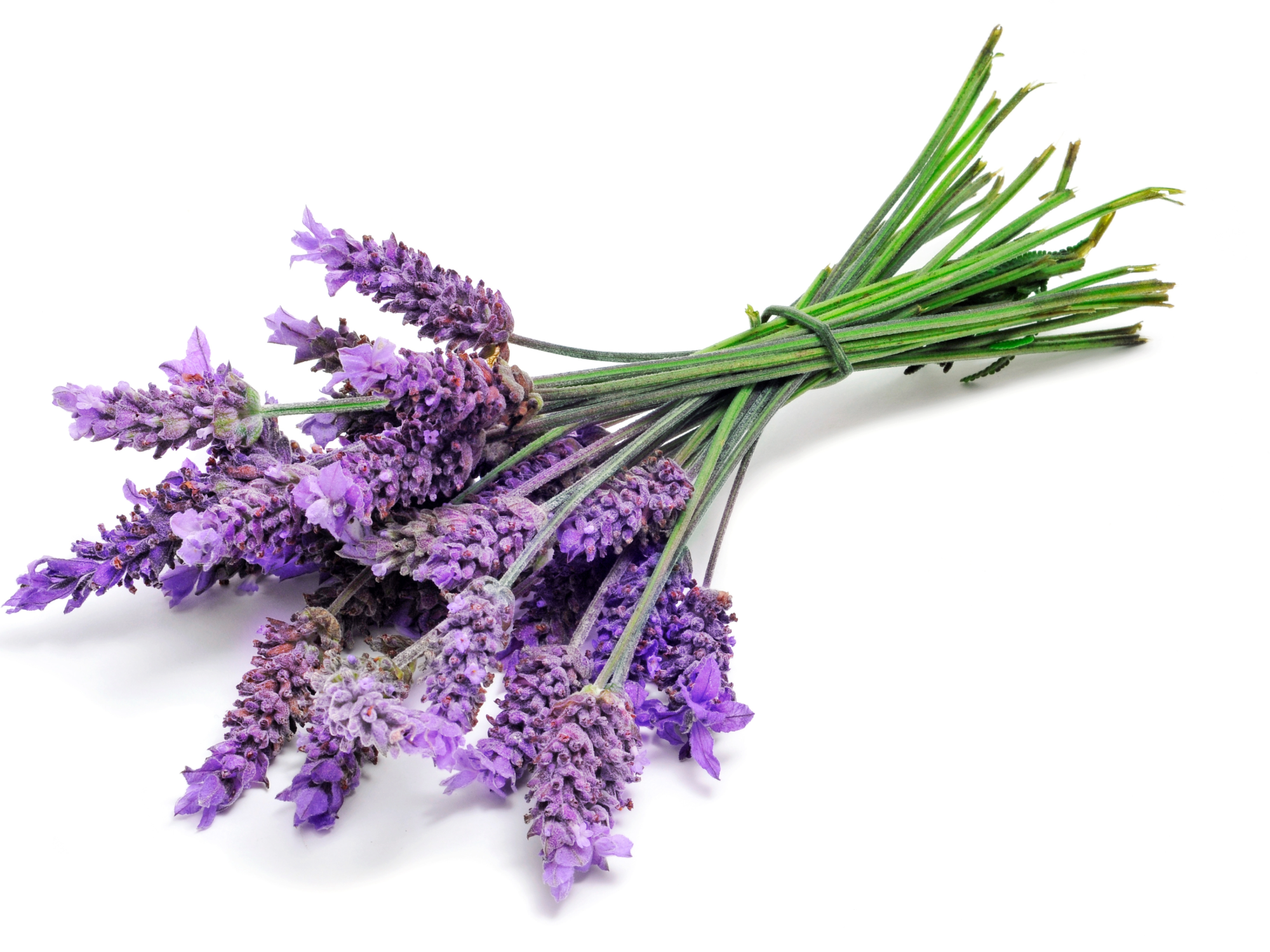 1. Lavender: The Calming Elixir