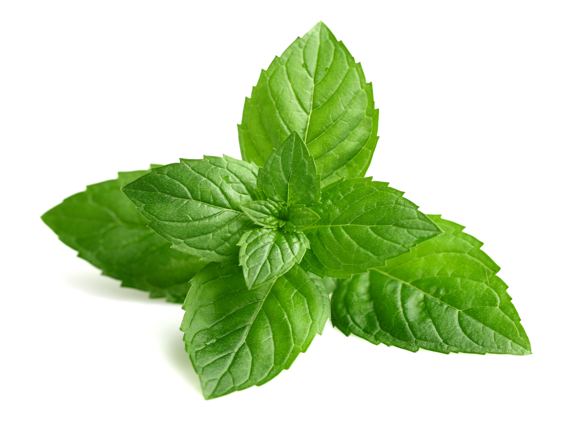 4. Peppermint: The Refreshing Revitalizer