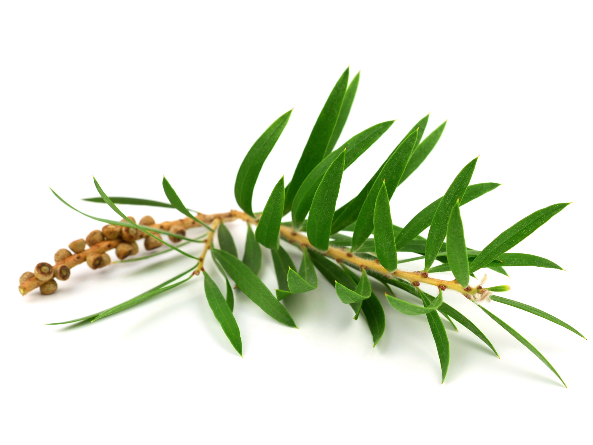 3. Tea Tree: The Skin's Best Friend