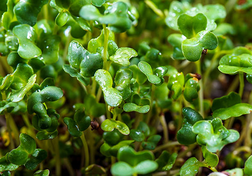 Sprouts Ready in 5-8 Days - Freshlife