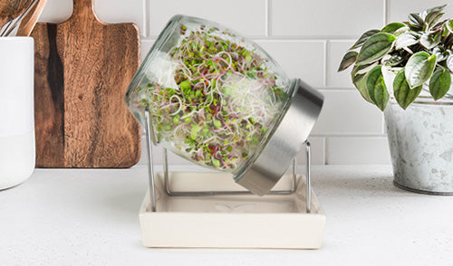 GEO Sprouting Jar System -Angled Design for Efficient Sprouting