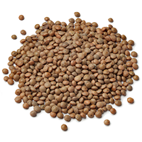 lentils