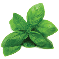 basil