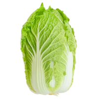 napa cabbage