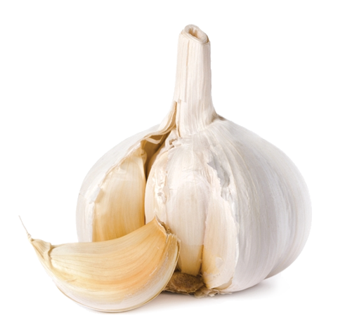 garlic