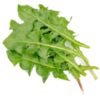 dandelion leaves